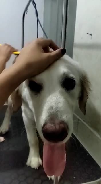 Centro Veterinario SuVet — foto