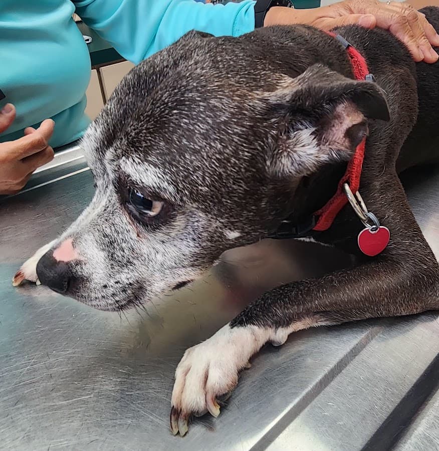 Underhill Animal Hospital — foto