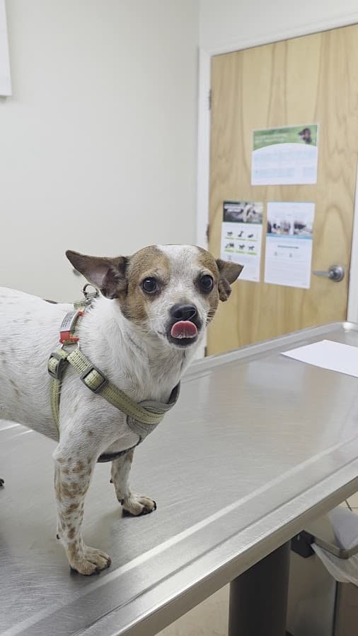 Underhill Animal Hospital — foto
