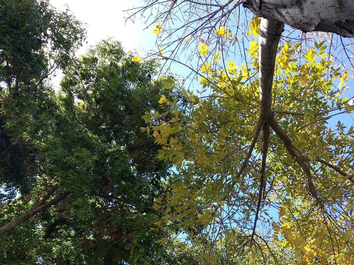 Parque Fernandini — foto
