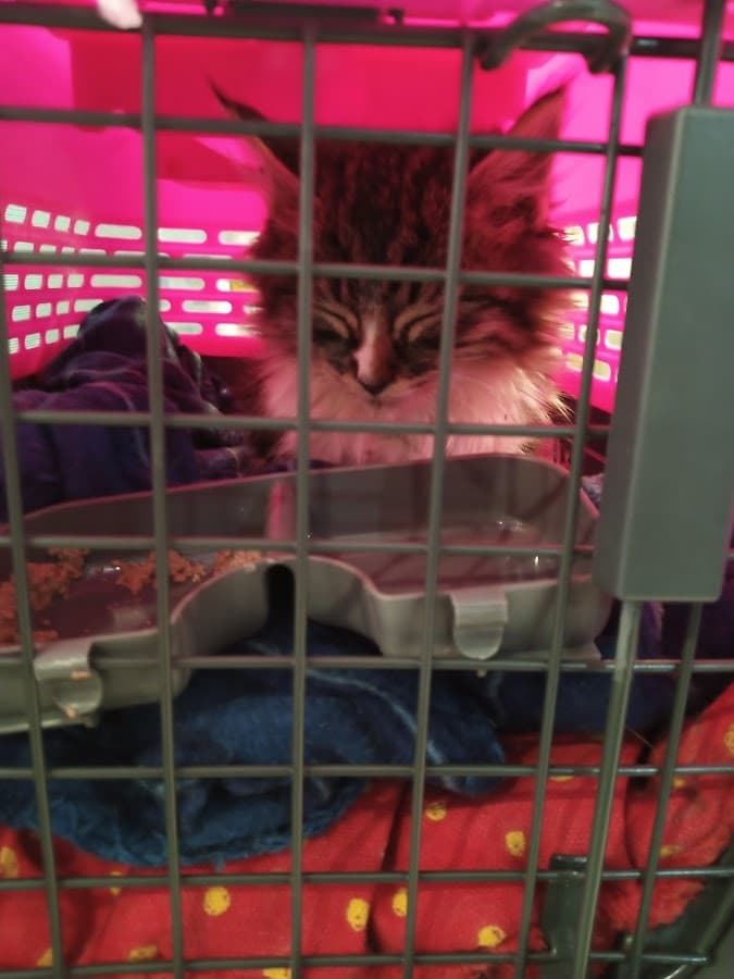 Lazzy Vet - Clínica Veterinaria Magisterio