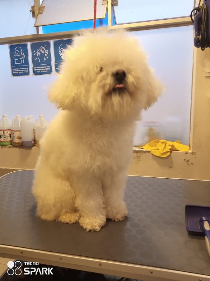 Lazzy Vet - Clínica Veterinaria Magisterio — foto