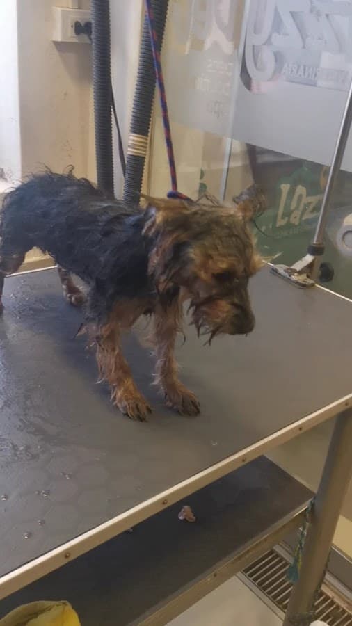 Lazzy Vet - Clínica Veterinaria Magisterio — foto