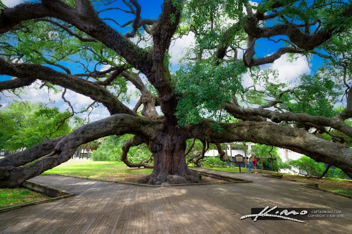 Treaty Oak