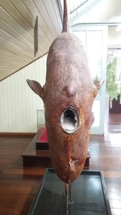Museu do Homem do Sambaqui — foto