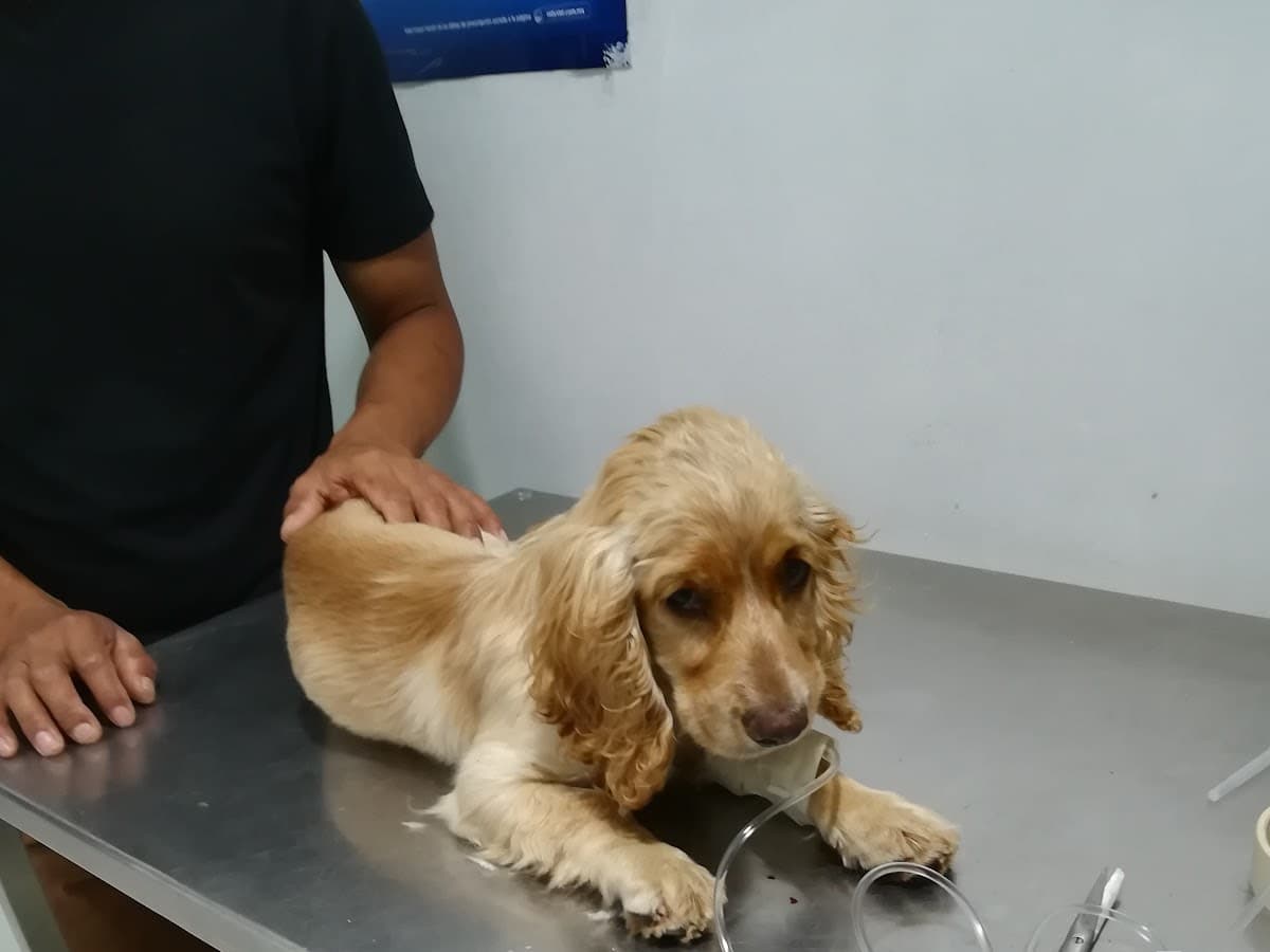 Veterinaria San Luis — foto