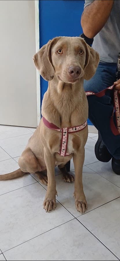 Hospital Veterinario La Guairita — foto