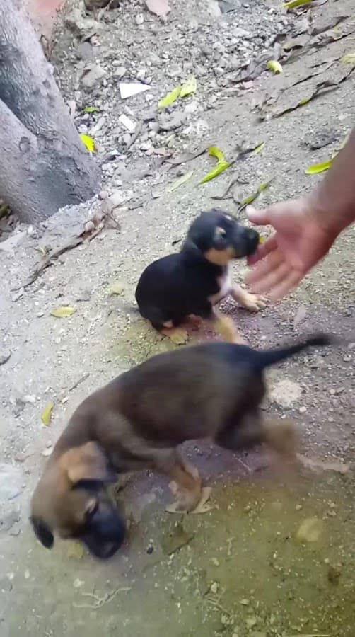 Hospital Veterinario La Guairita — foto
