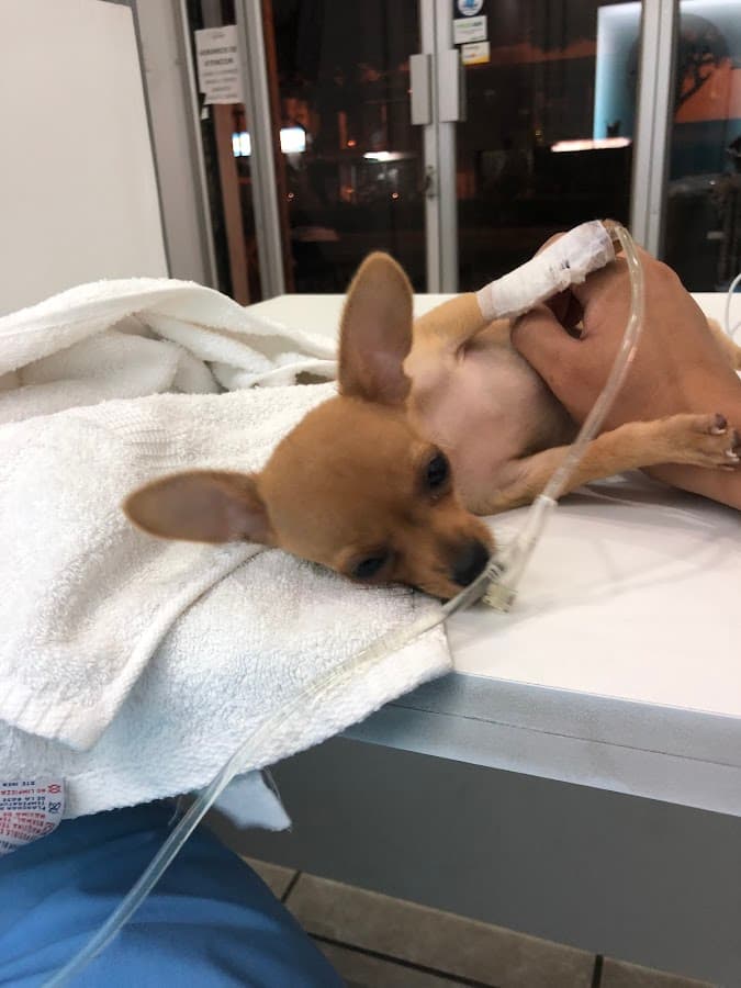 Veterinario, Veterinaria 24 horas "apolovet" — foto
