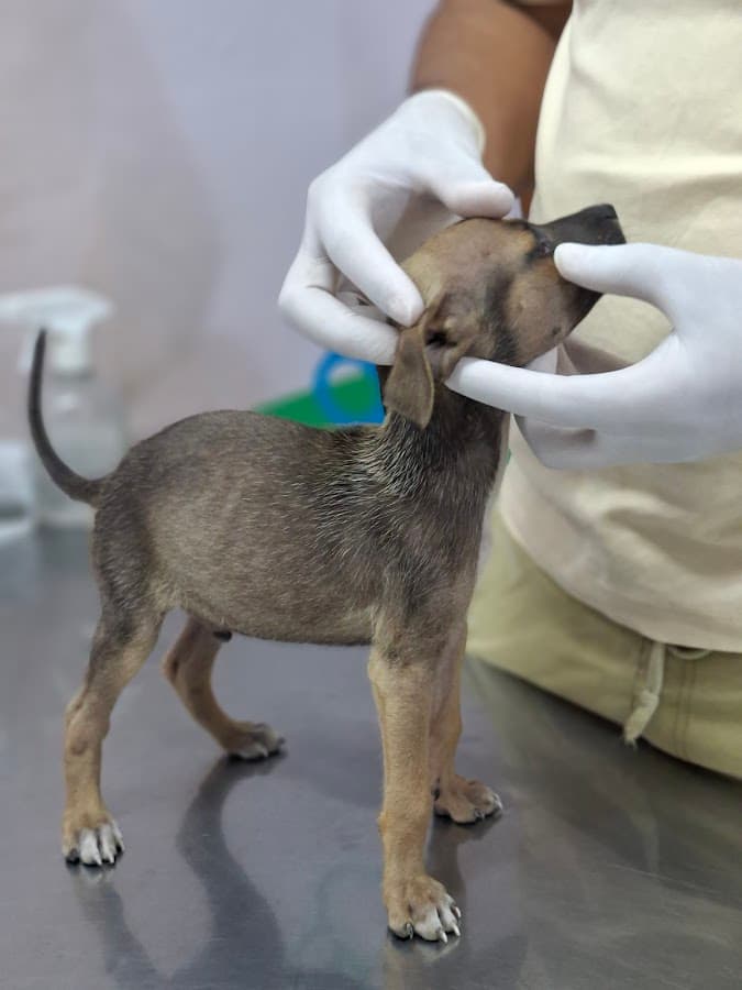 Urgencias Veterinarias II — foto