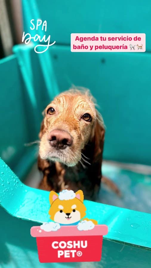 Urgencias Veterinarias II — foto