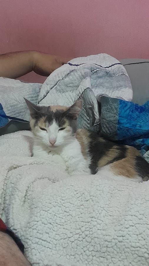 Clinica Veterinaria Pet Friendly — foto