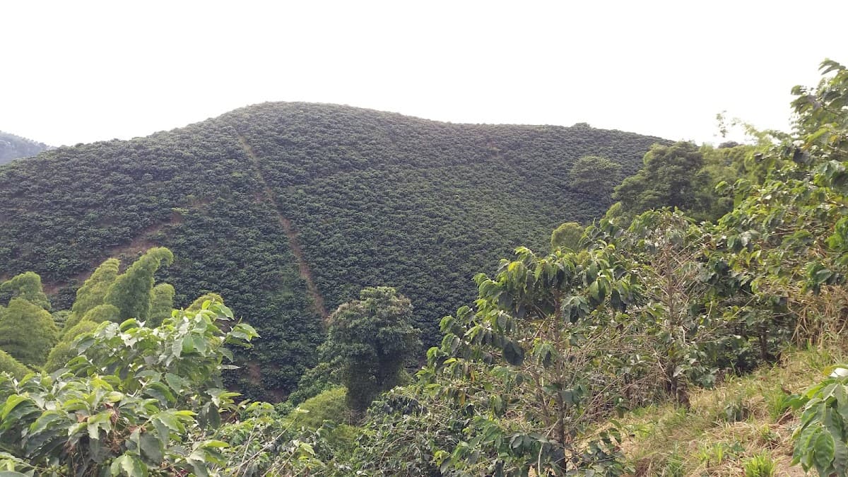 Paisaje Cultural Cafetero — foto