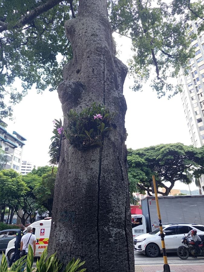 Paseo Simón Bolívar — foto