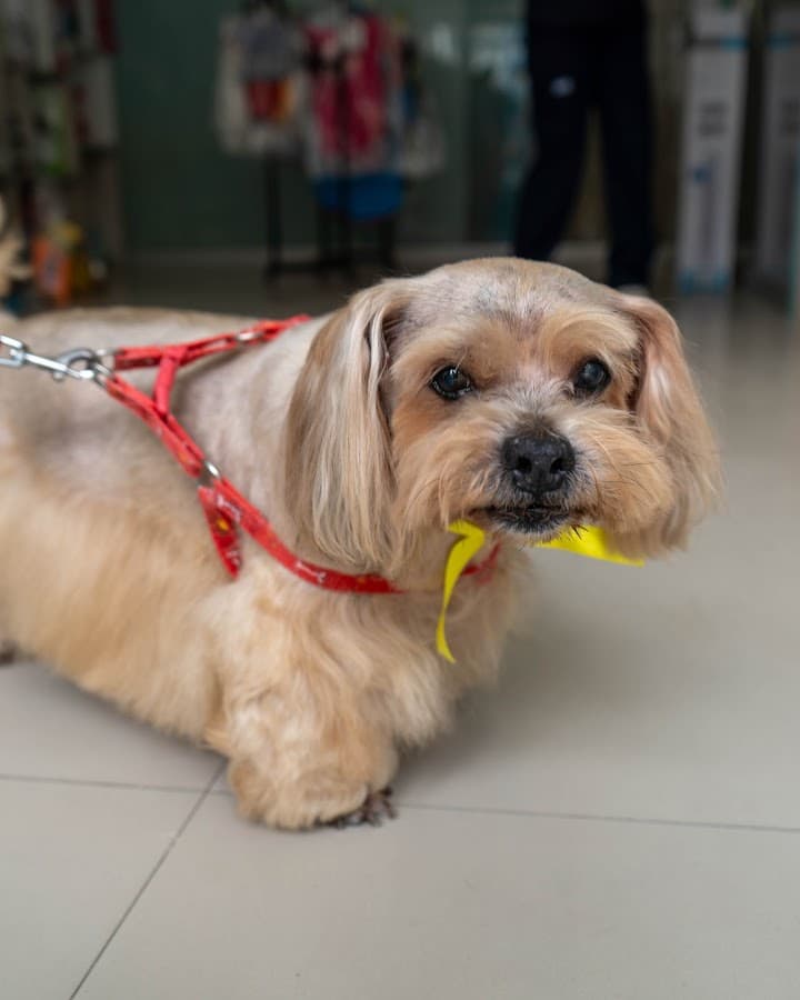 Yovis Veterinaria — foto