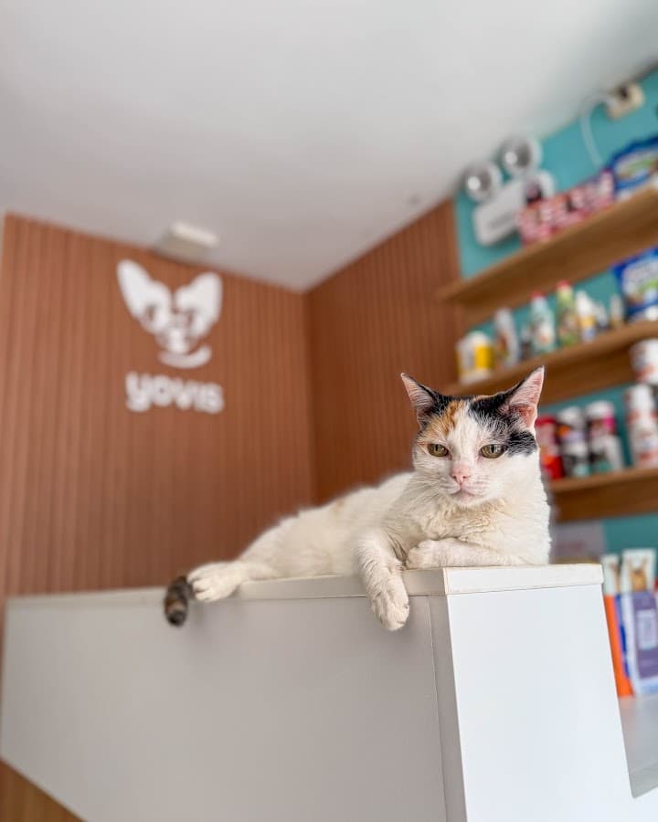 Yovis Veterinaria — foto