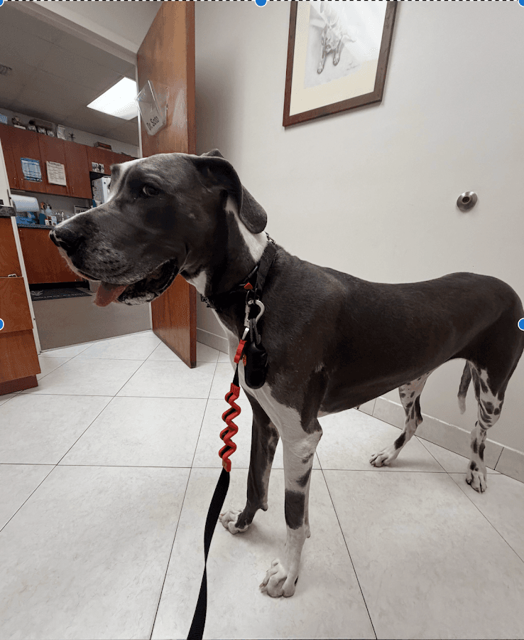 RASBERRY ANIMAL CLINIC — foto