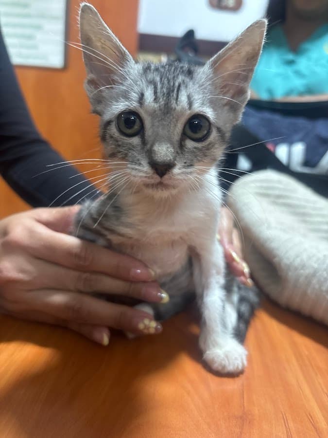 Clinica Veterinaria Avila — foto