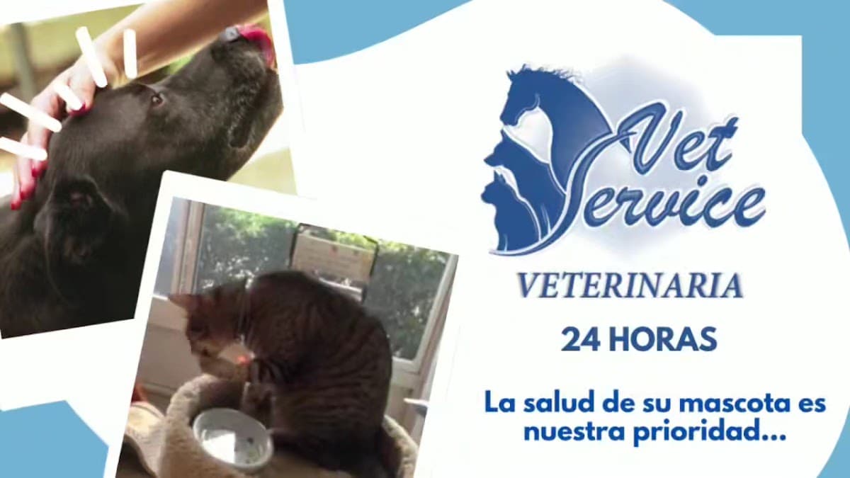 CLÍNICA VETSERVICE VETERINARIA 24 HORAS — foto