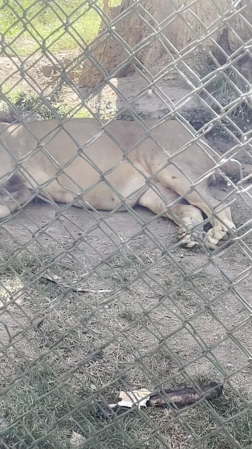 Parque Zoológico Caricuao — foto