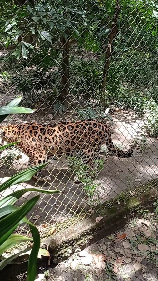 Parque Zoológico Caricuao — foto
