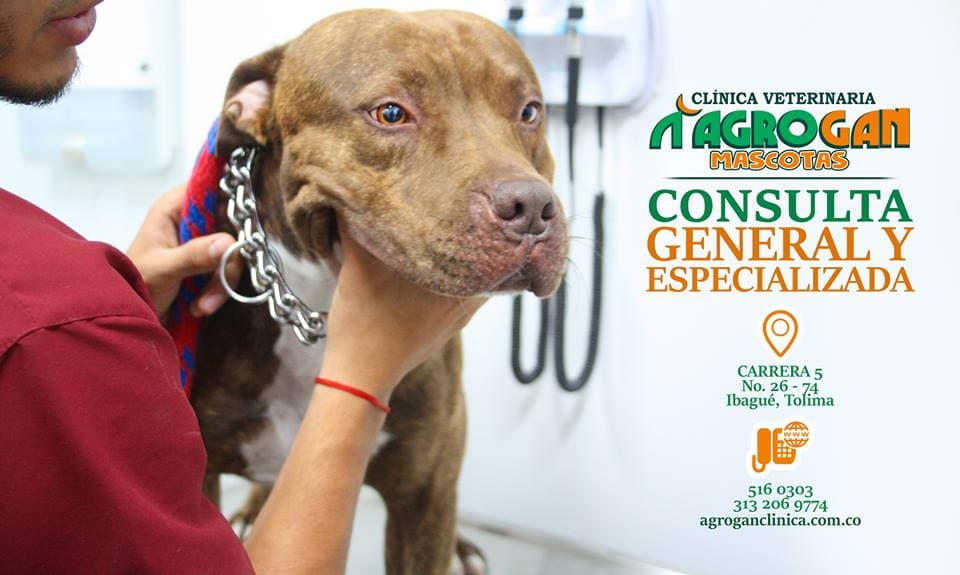 Clinica Veterinaria Ibague Agrogan Mascotas