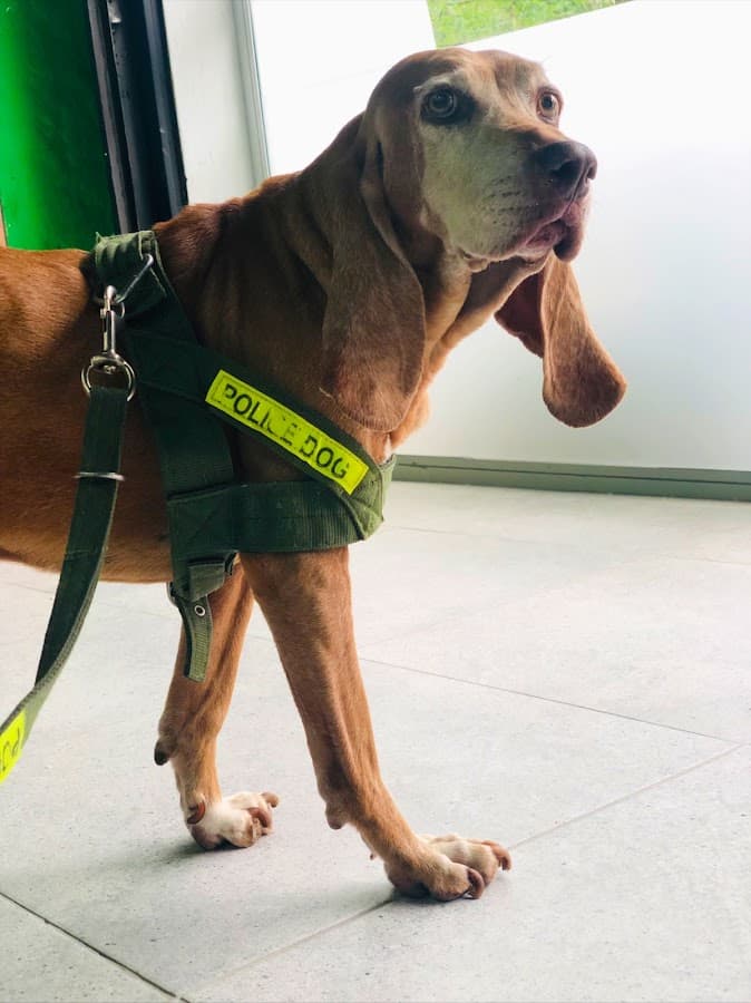 Eurovet Colombia Veterinary Hospital S.A. — foto