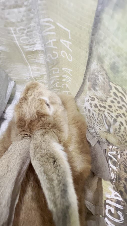 Eurovet Colombia Veterinary Hospital S.A. — foto