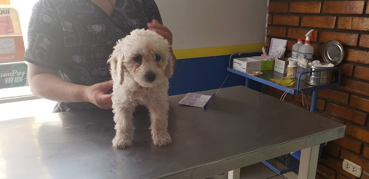 Clínica Veterinaria San Luis Yanahuara — foto