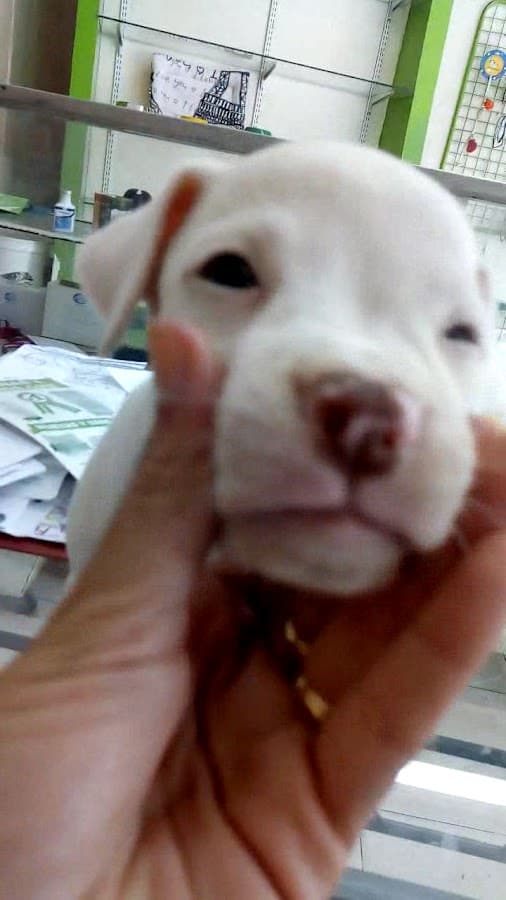Casa Ganadera-PELUQUERIA CANINA — foto