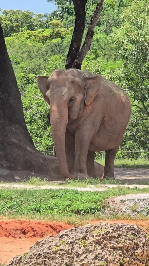 Zoológico de Miami — foto