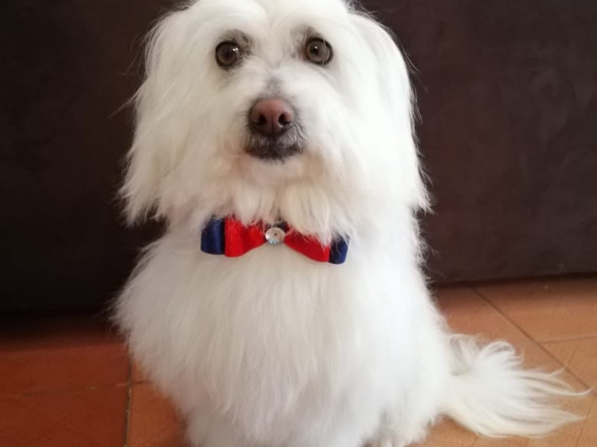 MunayVet Clínica Veterinaria 24/7 — foto