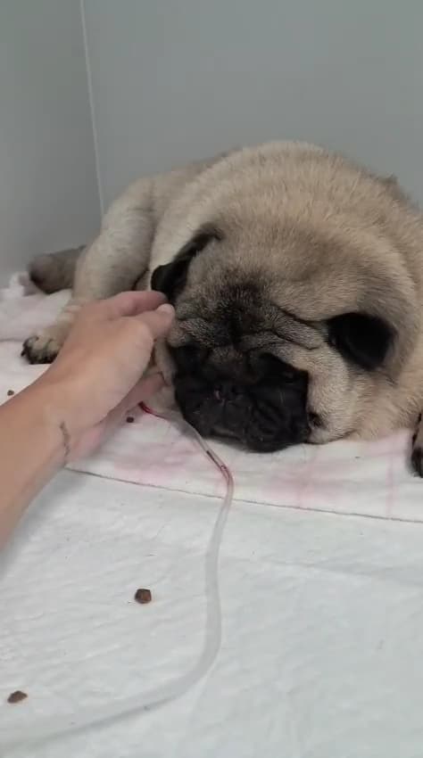 Vettis Clínica Veterinária 24h | Ingleses | Florianópolis — foto