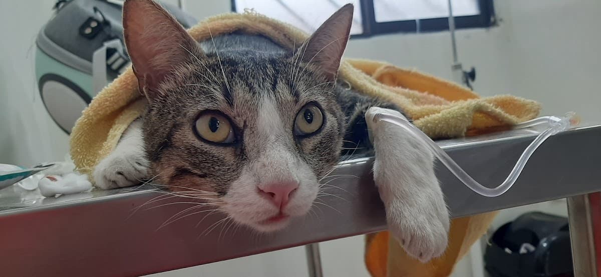 HOSPITAL VETERINARIO DRA. ALFARO — foto
