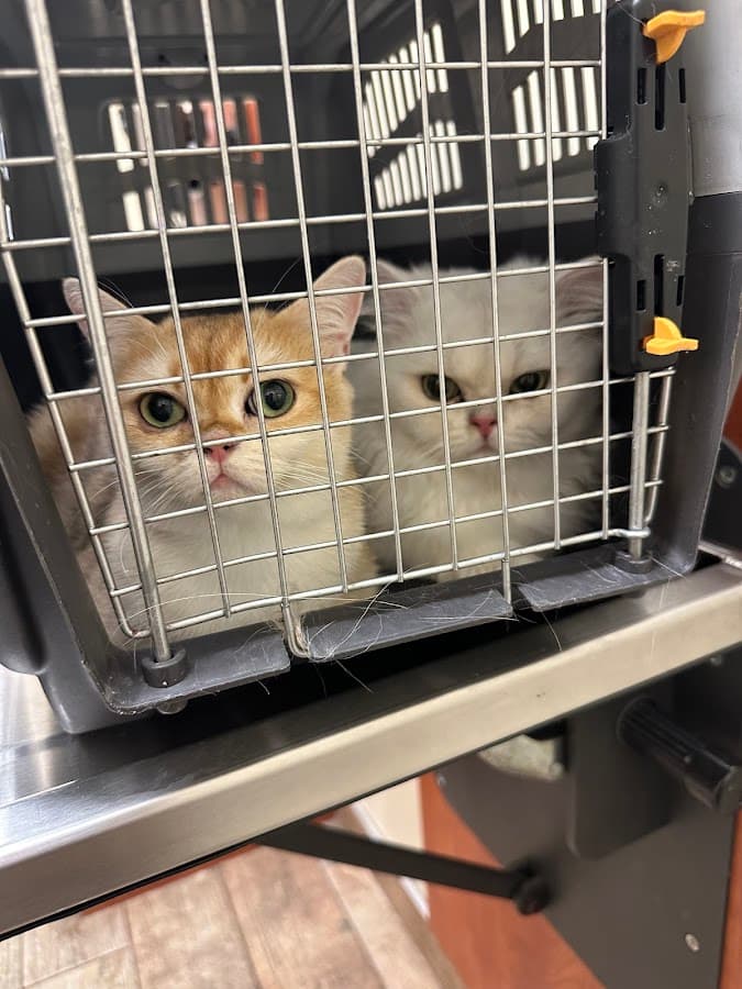 Jax Vets Affordable Animal Hospital at Baymeadows