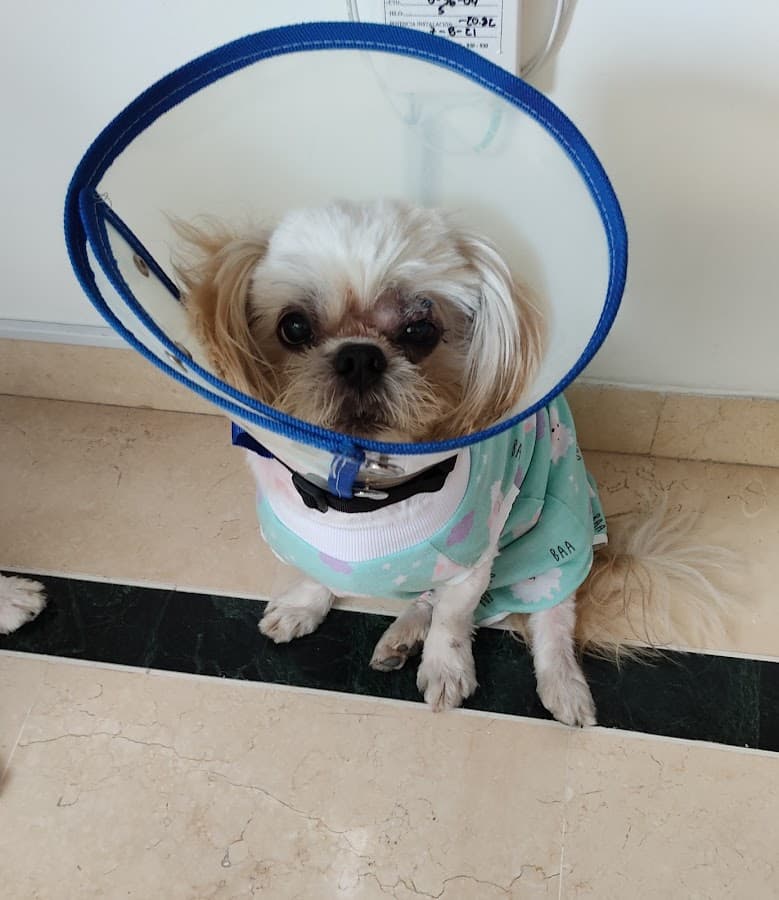 Mascovet