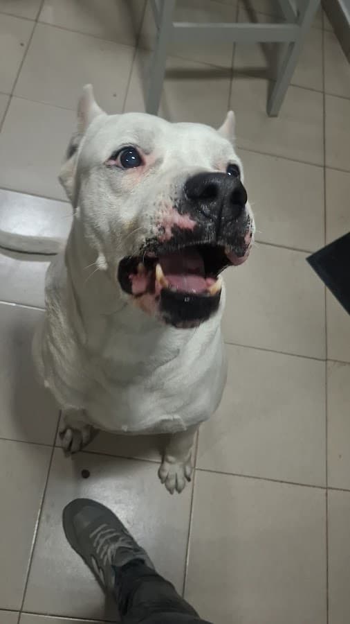Pariso — foto