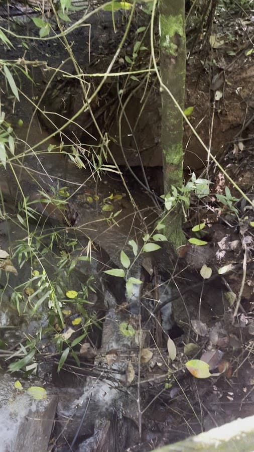 Bichacue Yath Arte y naturaleza — foto