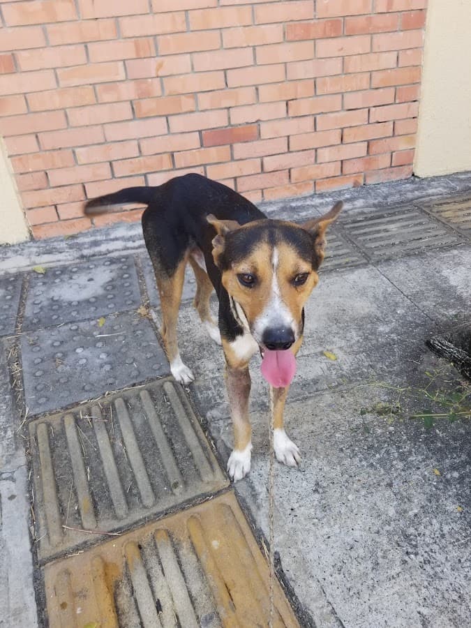 Clinica Veterinaria San Francisco de Asis — foto