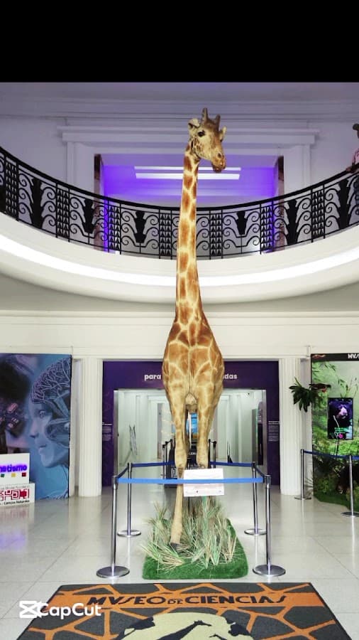 Museo de Ciencias Naturales — foto