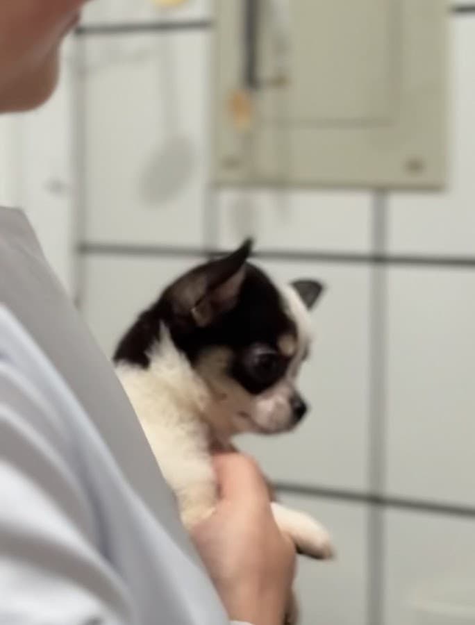 Vetval Veterinary Clinic in Trinidad — foto