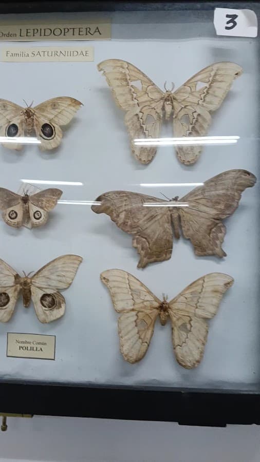 Museo de Historia Natural de la Universidad del Cauca — foto