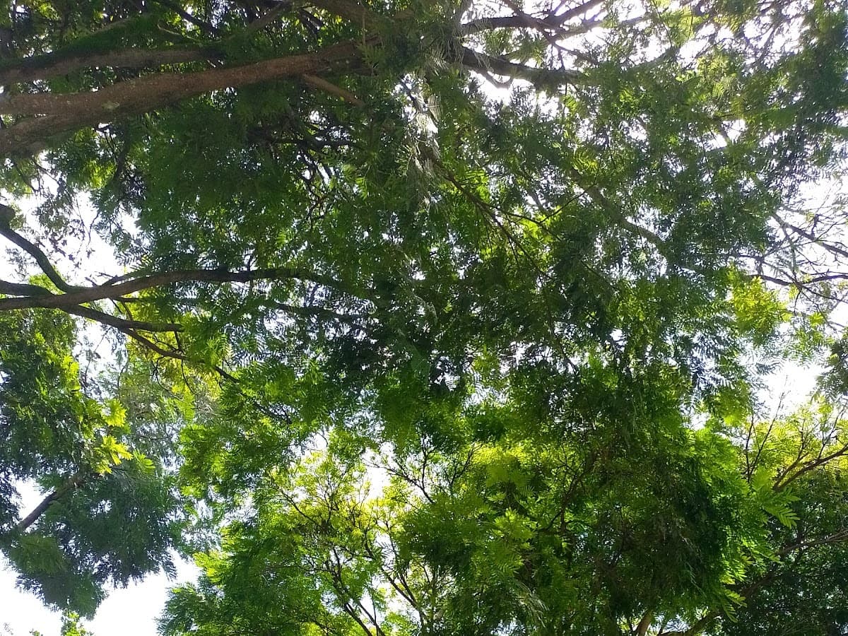 Parque del Búho — foto