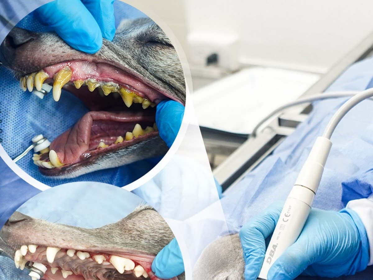 Centro Veterinario FullDog — foto