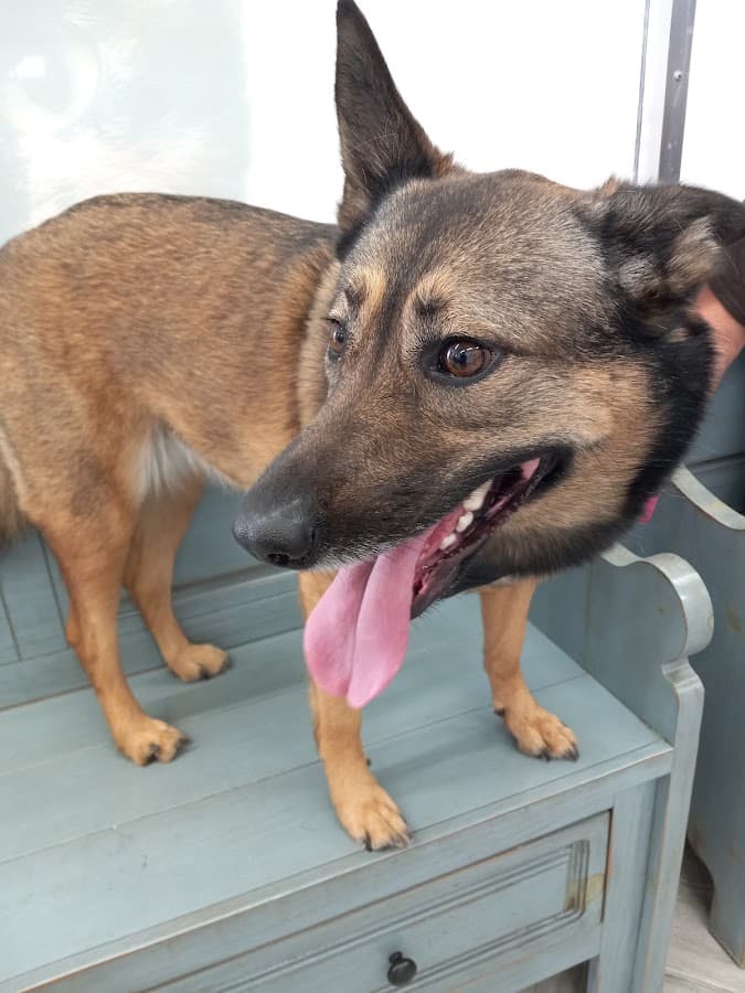 Fort Lauderdale Veterinary Center — foto