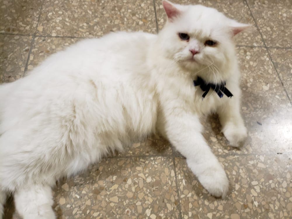 Clínica veterinaria Guayaquil Samborondón — foto