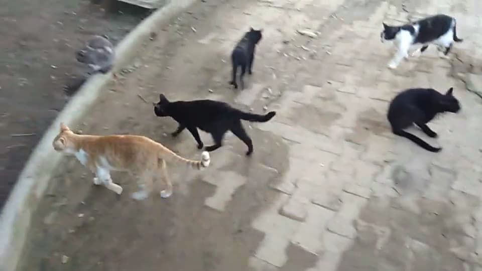 Parque de Los Gatos — foto