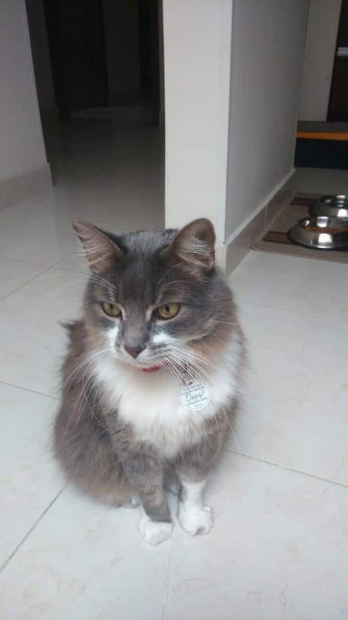 Clinica Veterinaria Sana vet — foto