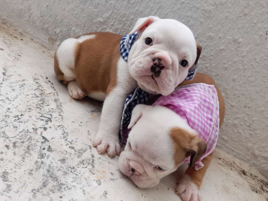 NAPOLES CLINICA VETERINARIA 24 HORAS — foto