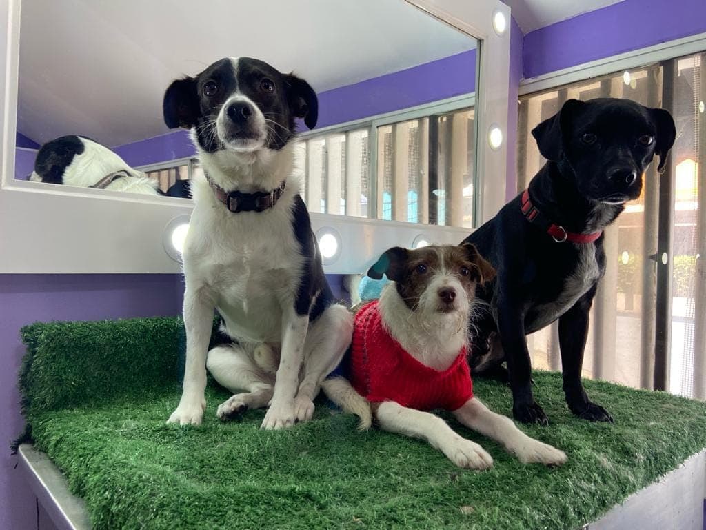 Animales Mágicos — foto